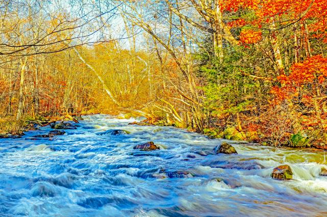 Fall_color_paintbrush_on_a_Trout_Stream_.jpg